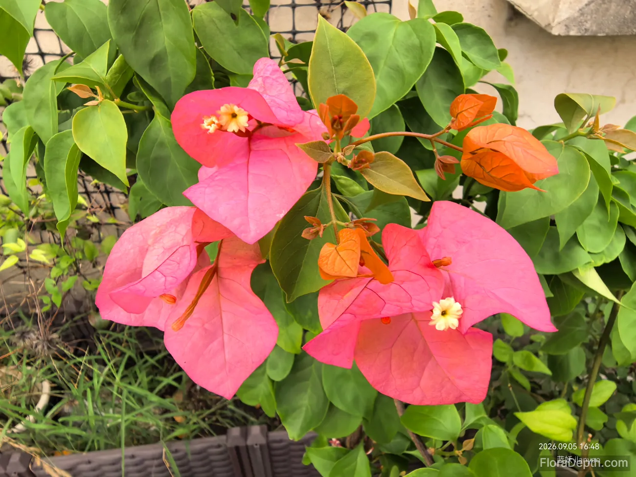 Bois Rose Bougainvillea: Mostly green again with a few early flowers