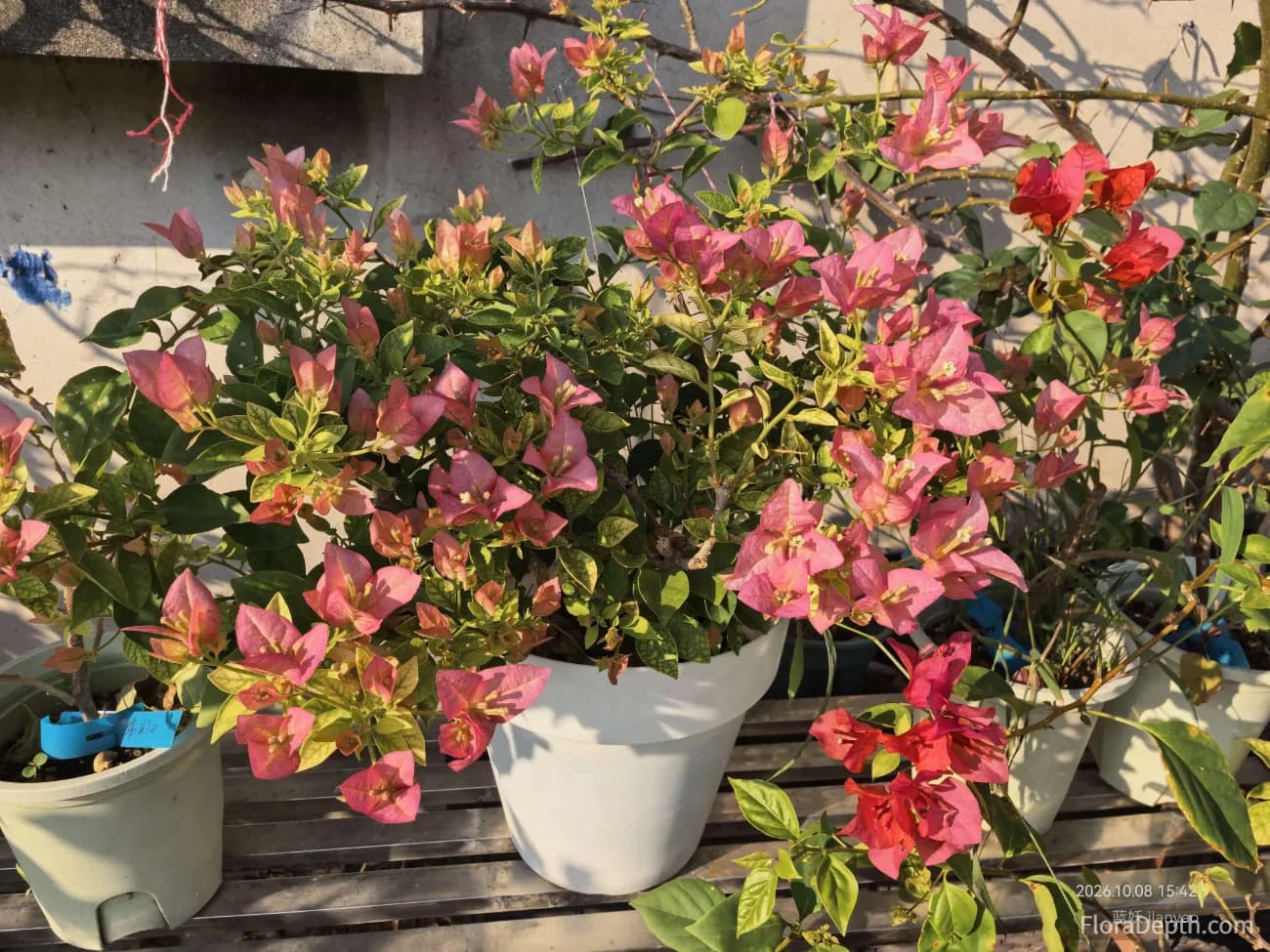 protecting bougainvillea pot roots from freezing