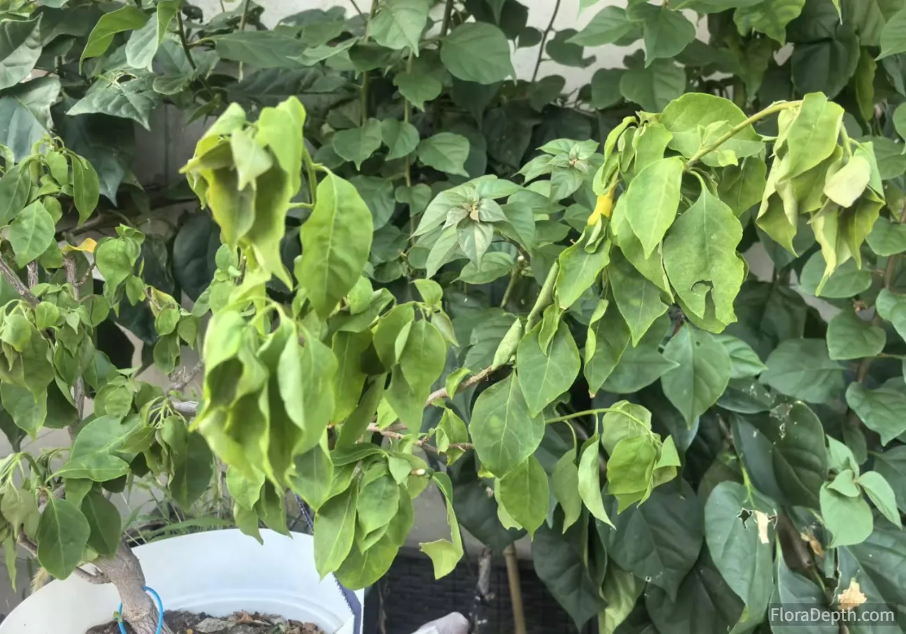bougainvillea sudden freeze damage rescue