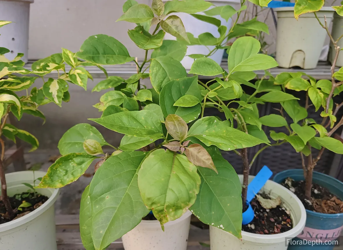 How to Identify and Treat Scale and Spider Mites on Indoor Bougainvillea in Winter