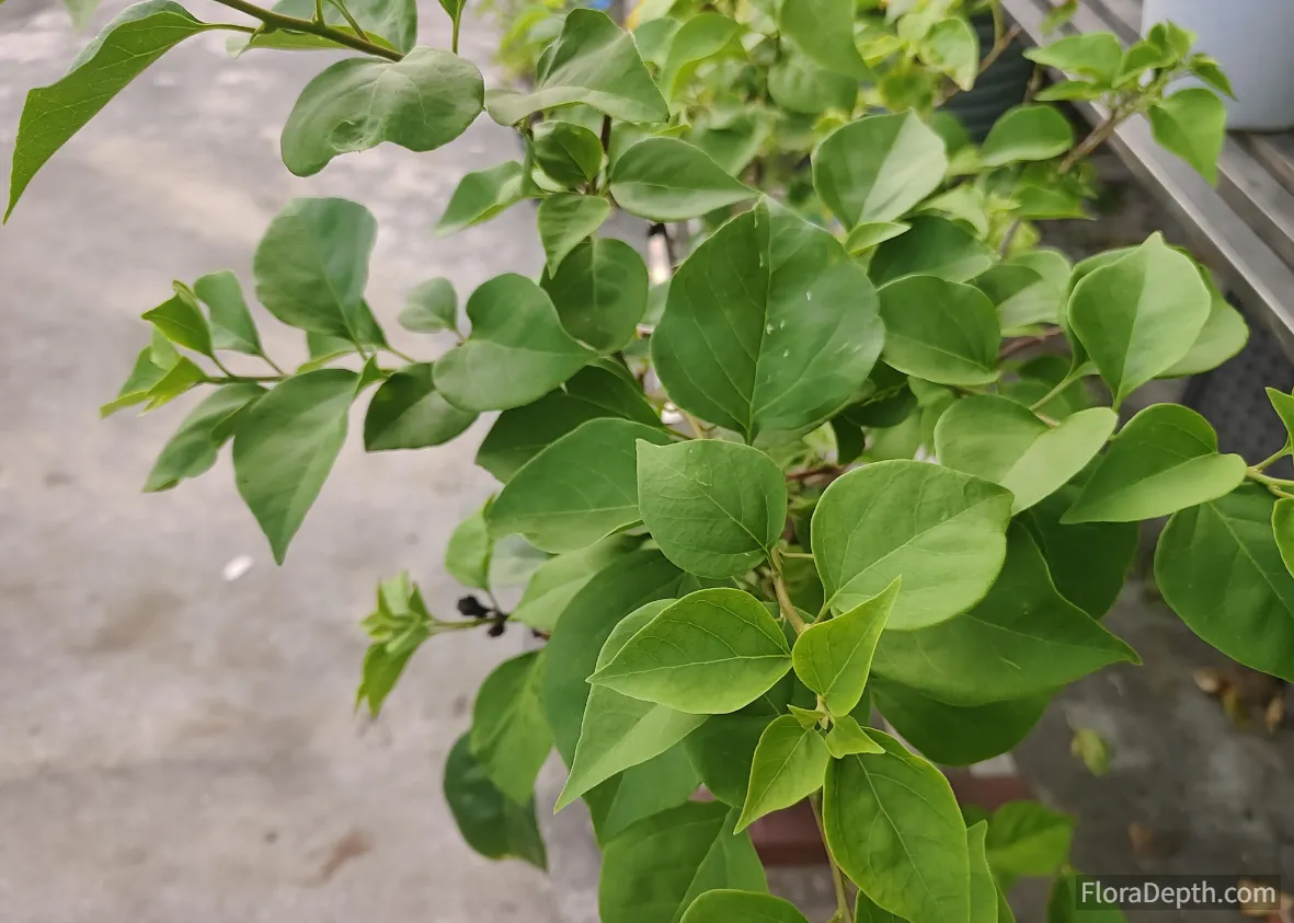 best fertilizer for bougainvillea before winter