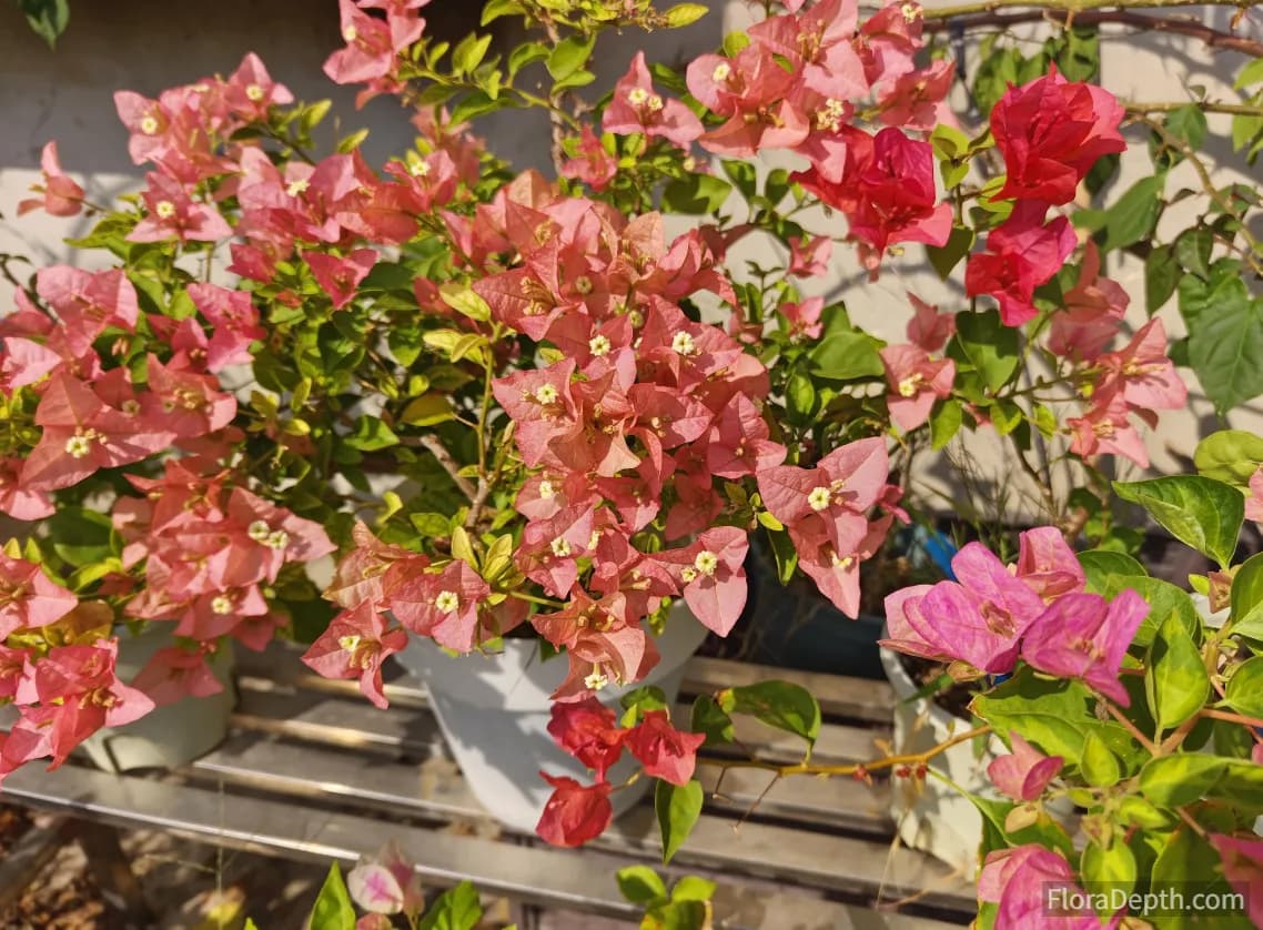 when to bring bougainvillea outside after winter