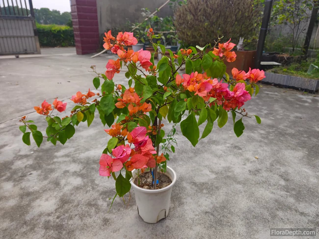 This is its second bloom on record!