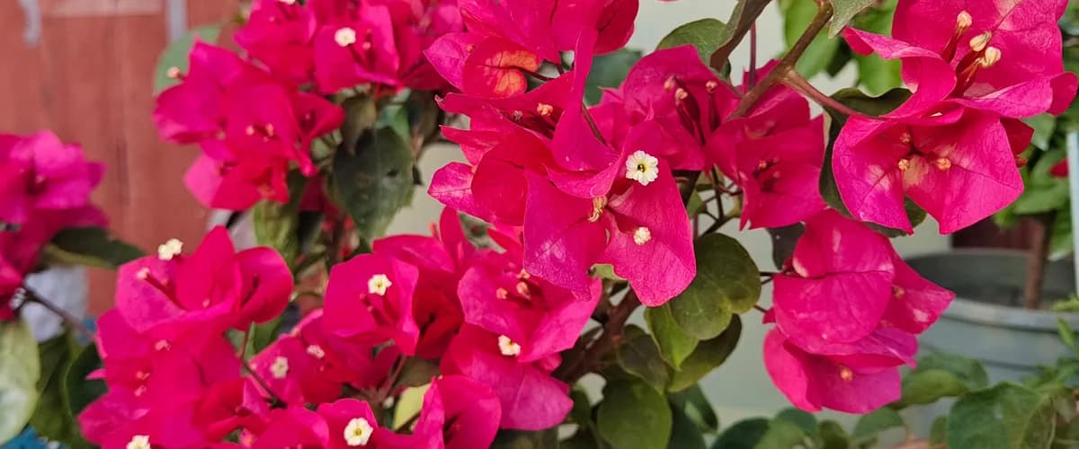 Bougainvillea
