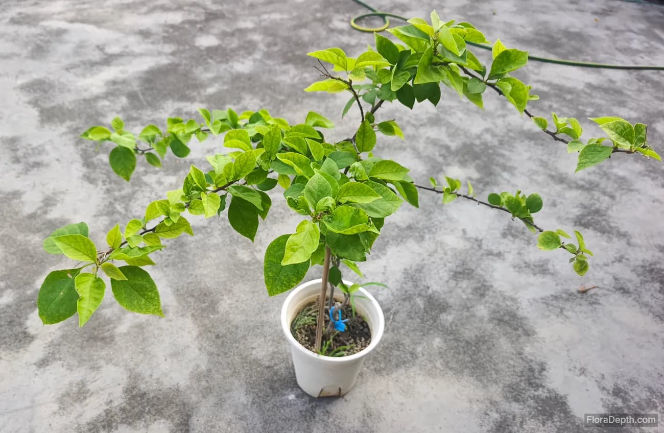 The series on bougainvillea cultivation has begun
