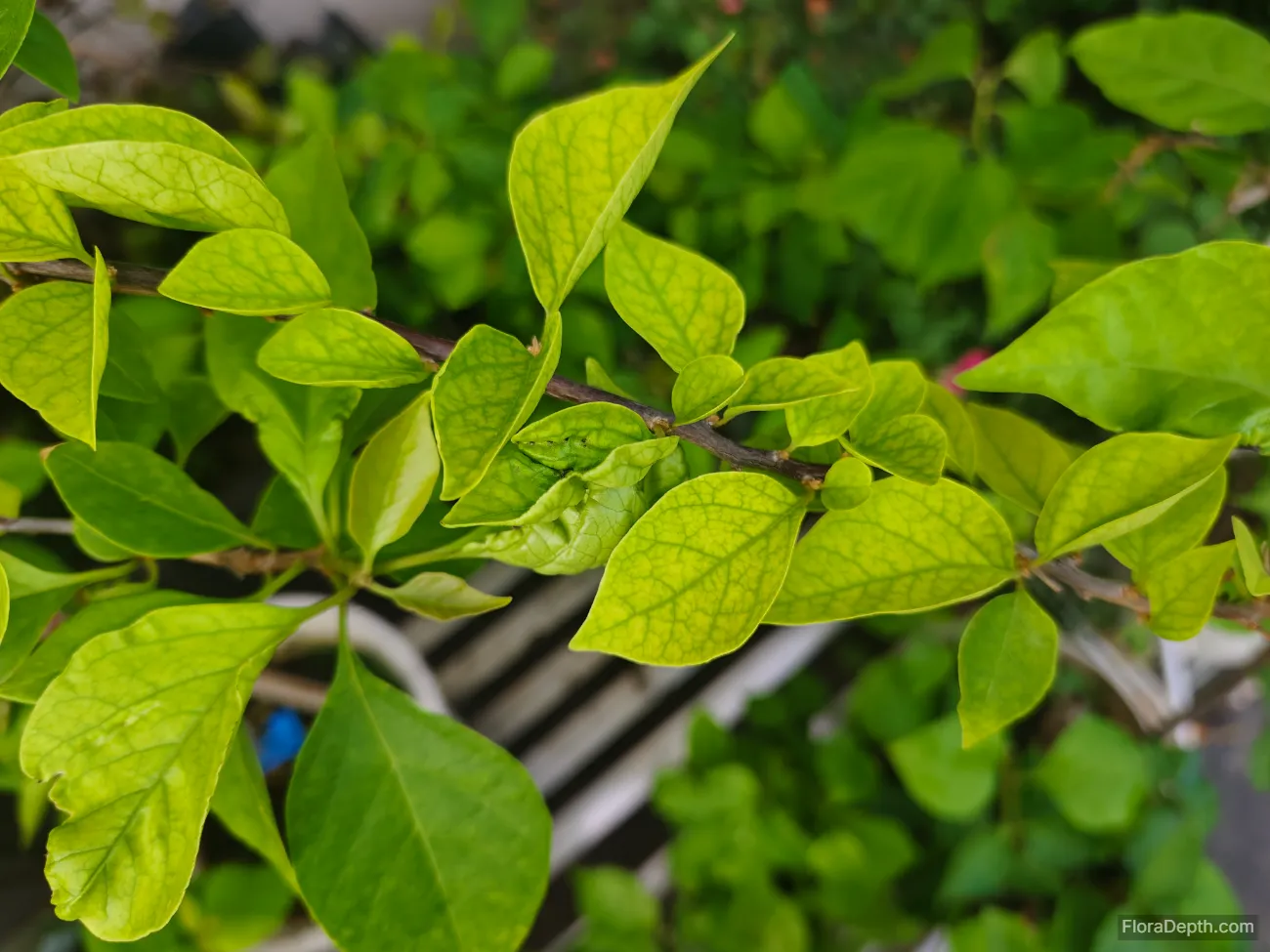 Analysis of Factors Contributing to New Leaf Yellowing