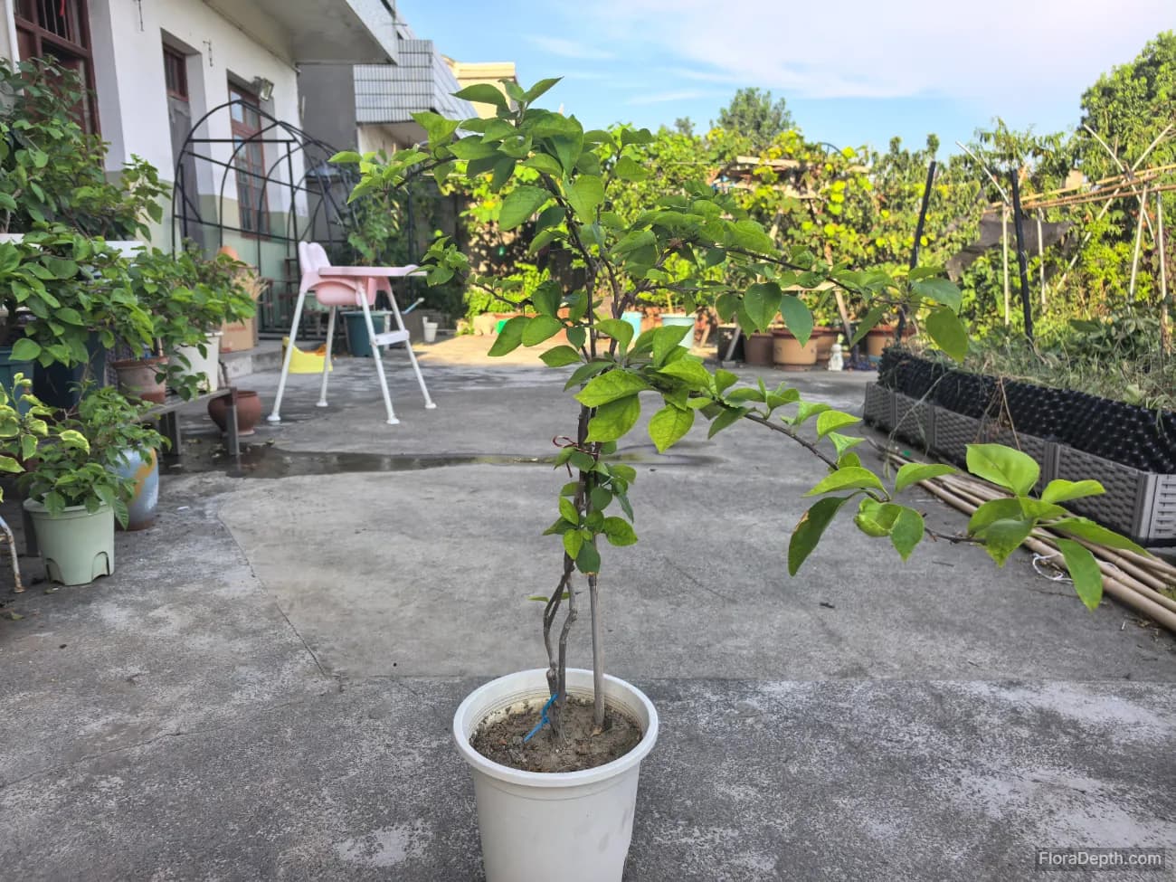 The foliar fertilizer is a bit too strong and is burning the leaves.
