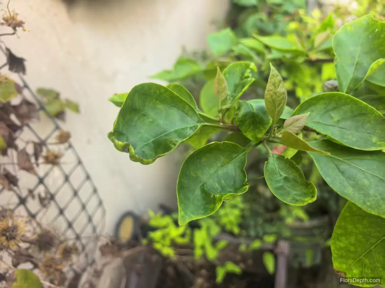 New leaves are growing