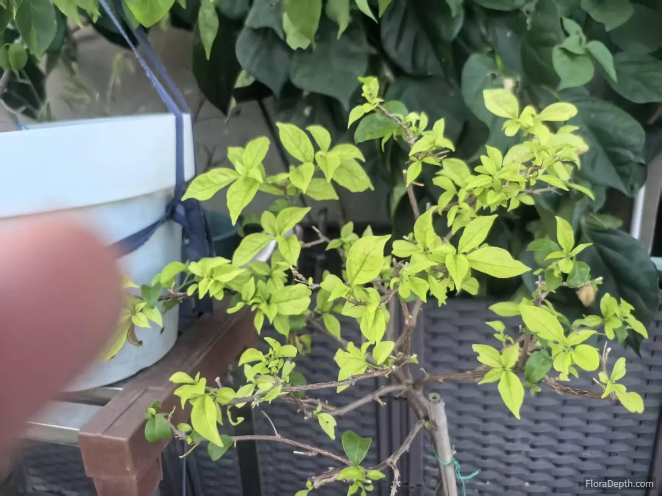 How to Save Overwatered Bougainvillea: A Complete Rescue Guide