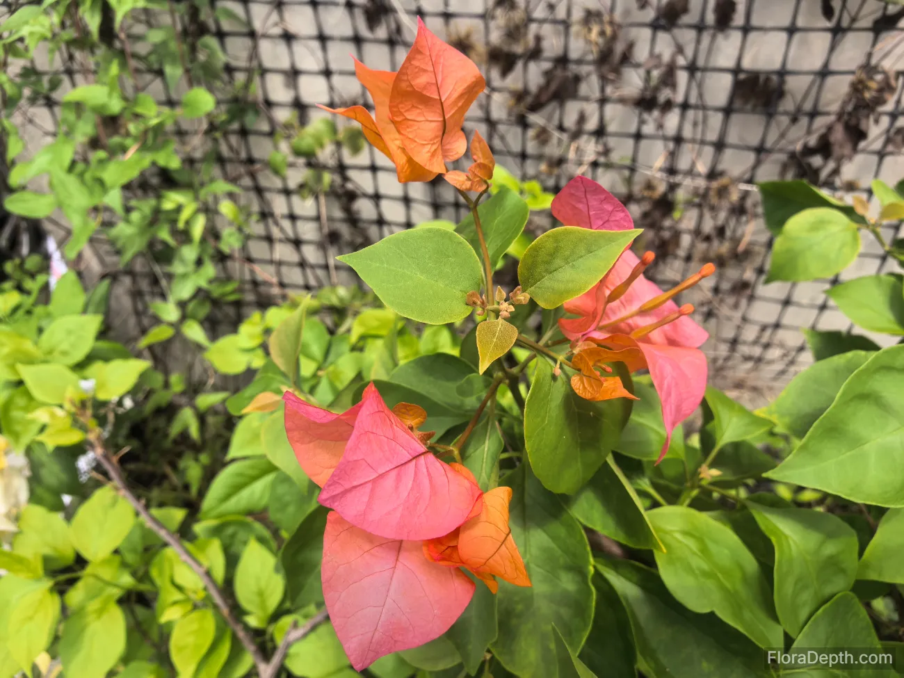 My 'Bois de Rose' bougainvillea is in bloom