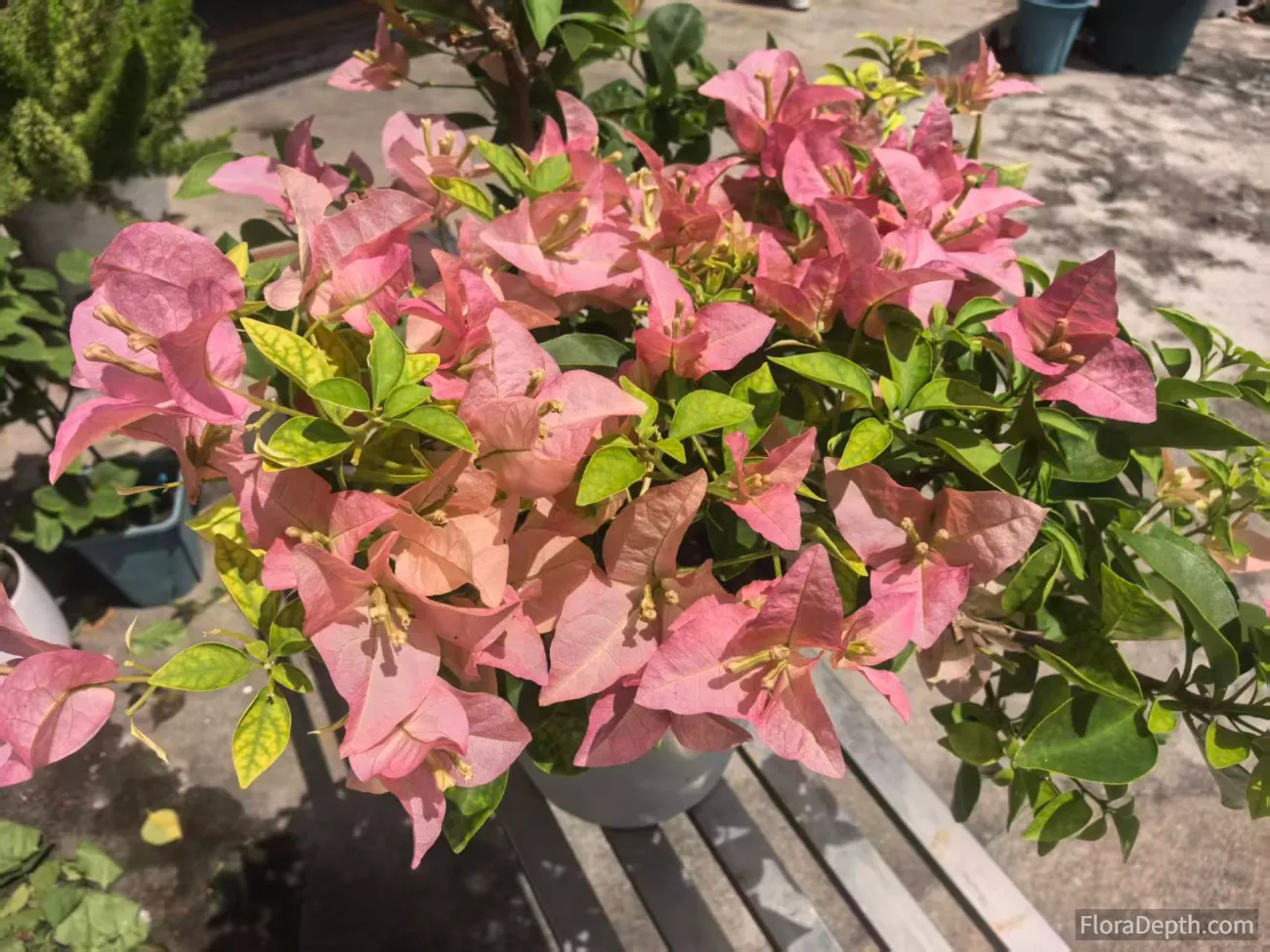 how to keep bougainvillea blooming in pots